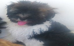 Havanese dogs for sale: Snickers - Image 1
