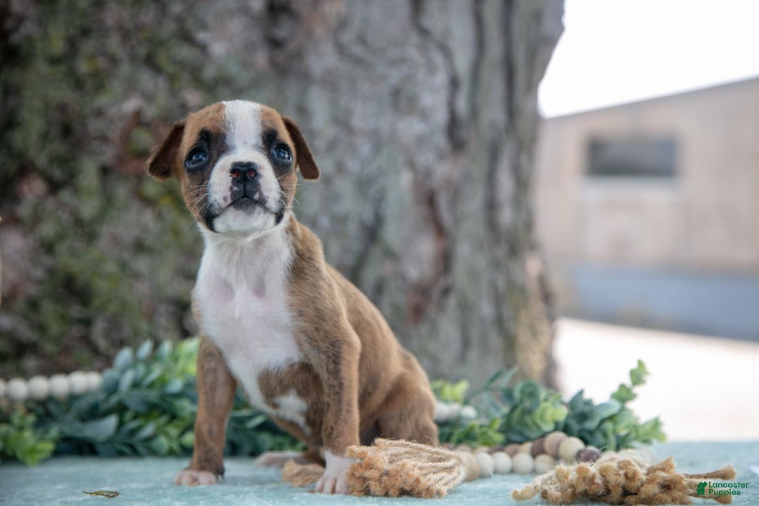 Boxer dogs for sale: Farah - Image 2