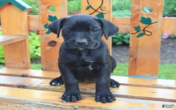 Cane Corso dogs for sale: Kelsey - Image 5