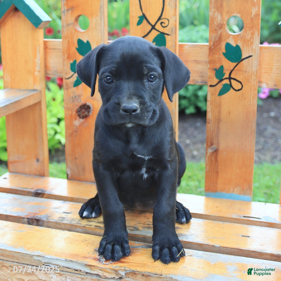 Cane Corso dogs for sale: Kelsey - Image 5