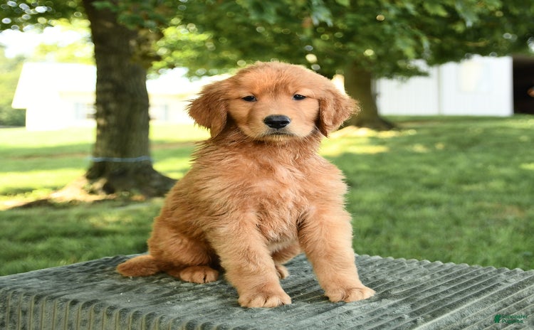 Golden Retriever dogs - Advert 17