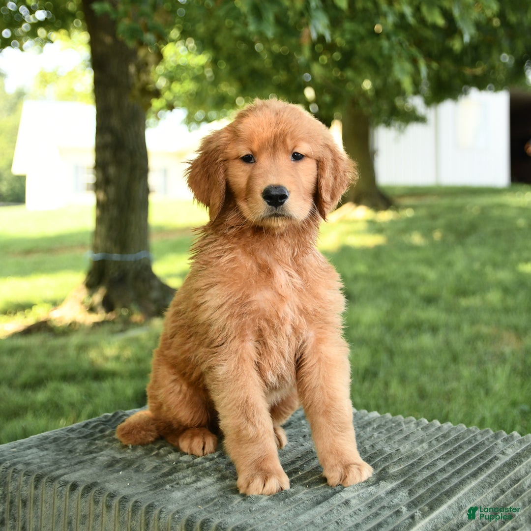 Golden Retriever dogs for sale: Cooper - Listing for pets: Caroline, Chiffon, Clayton, Charlotte, Canyon, Crissa, Crew, Cooper - Image 1