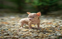 Chihuahua dogs for sale: Sweat Pea - Image 2