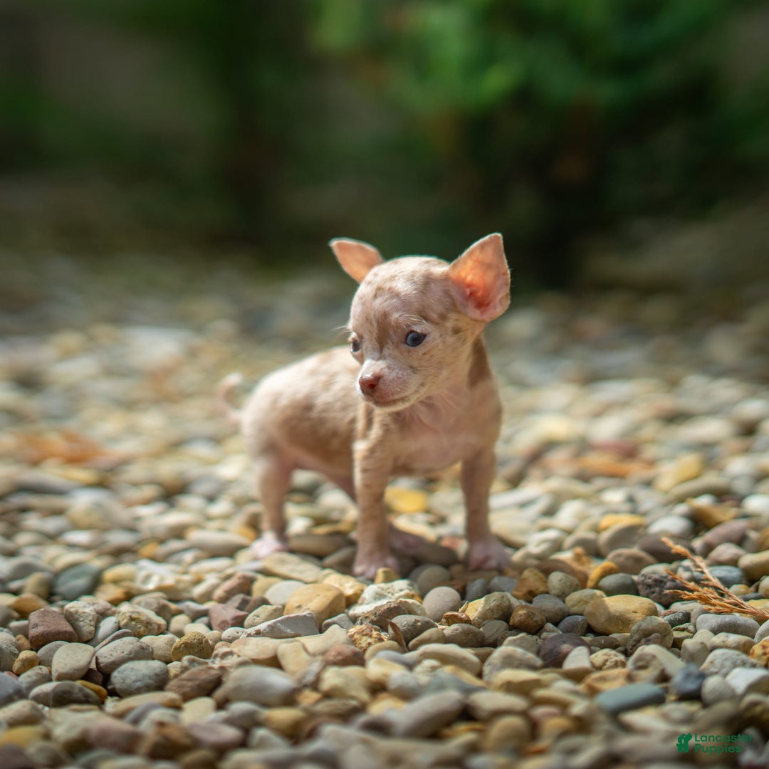 Chihuahua dogs for sale: Sweat Pea - Image 2