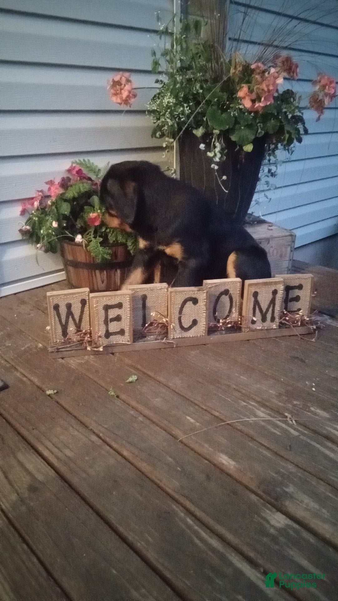 Rottweiler dogs for sale: Ninja - Image 12