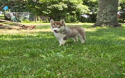 Siberian Husky dogs for sale: Glory - Image 1