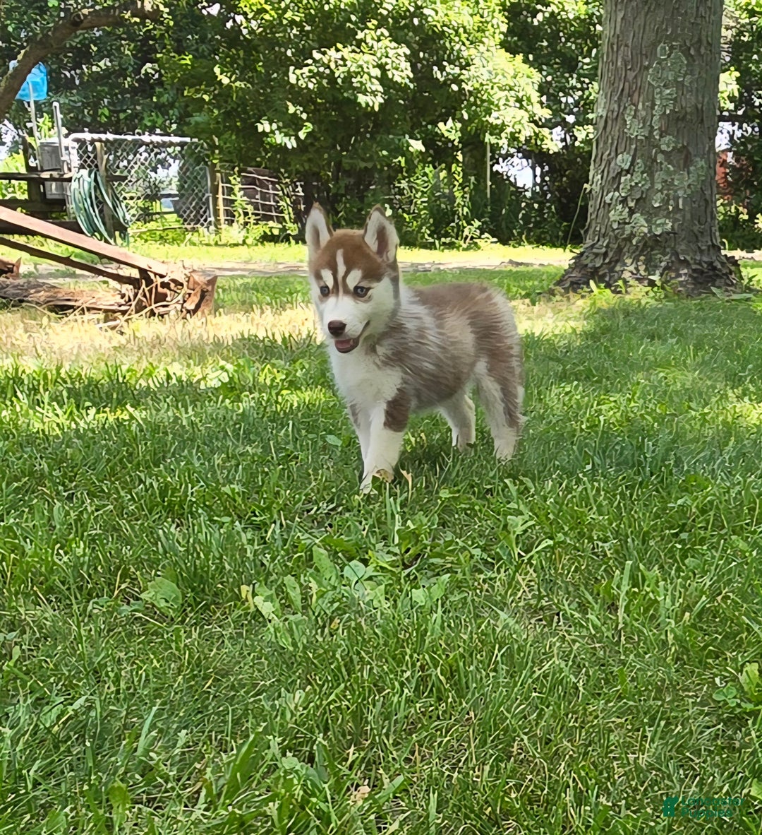 Siberian Husky dogs for sale: Glory - Image 1