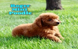 Miniature Poodle dogs for sale: Roger - Image 1