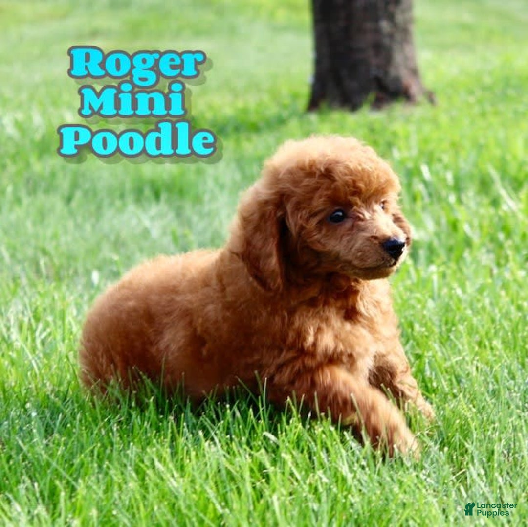 Miniature Poodle dogs for sale: Roger - Image 1