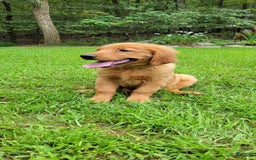 Golden Retriever dogs for sale: Maple - Image 2