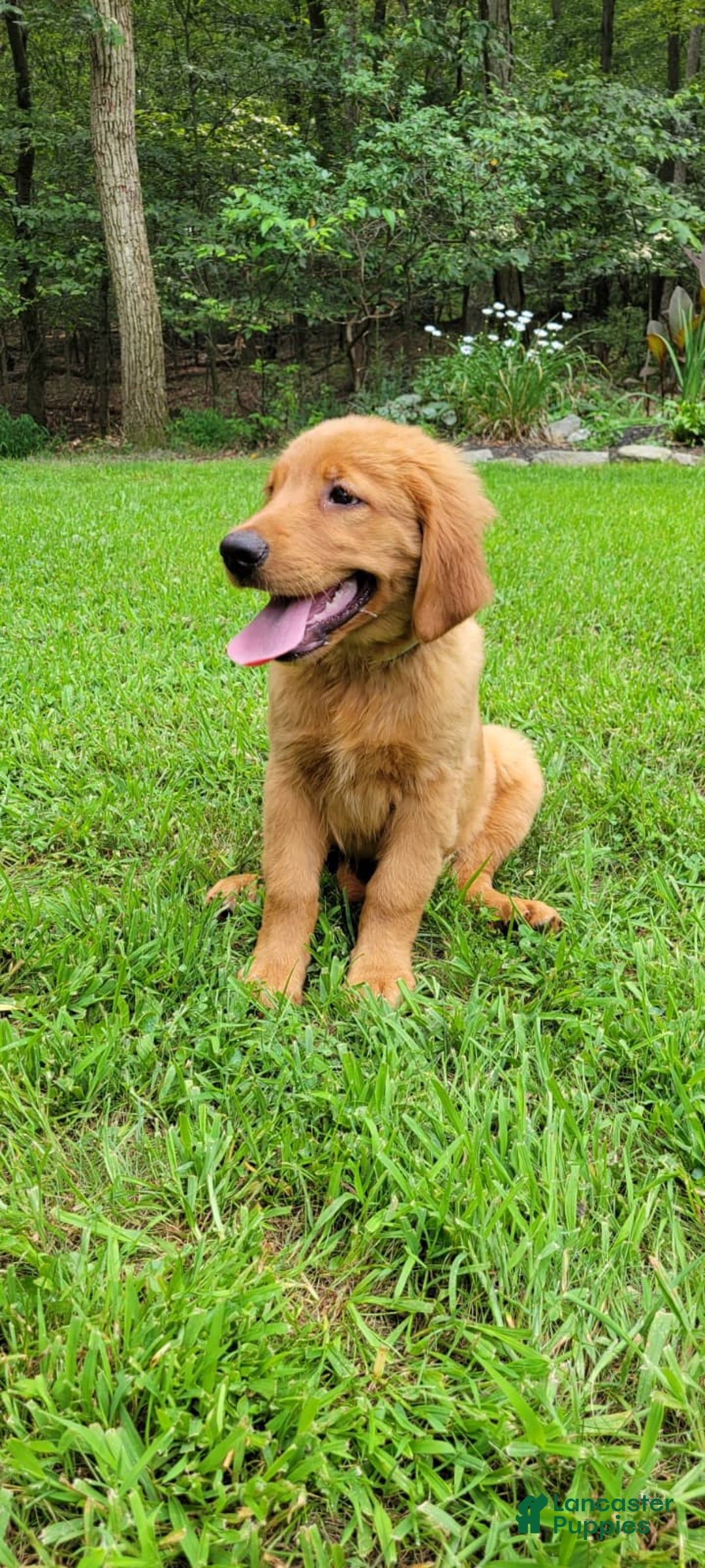 Golden Retriever dogs for sale: Maple - Image 2