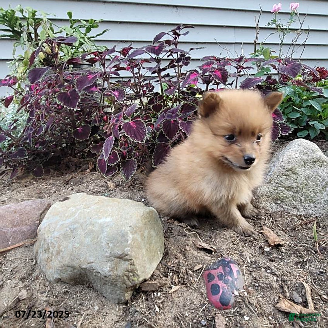 Pomeranian dogs for sale: Buddy - Image 6