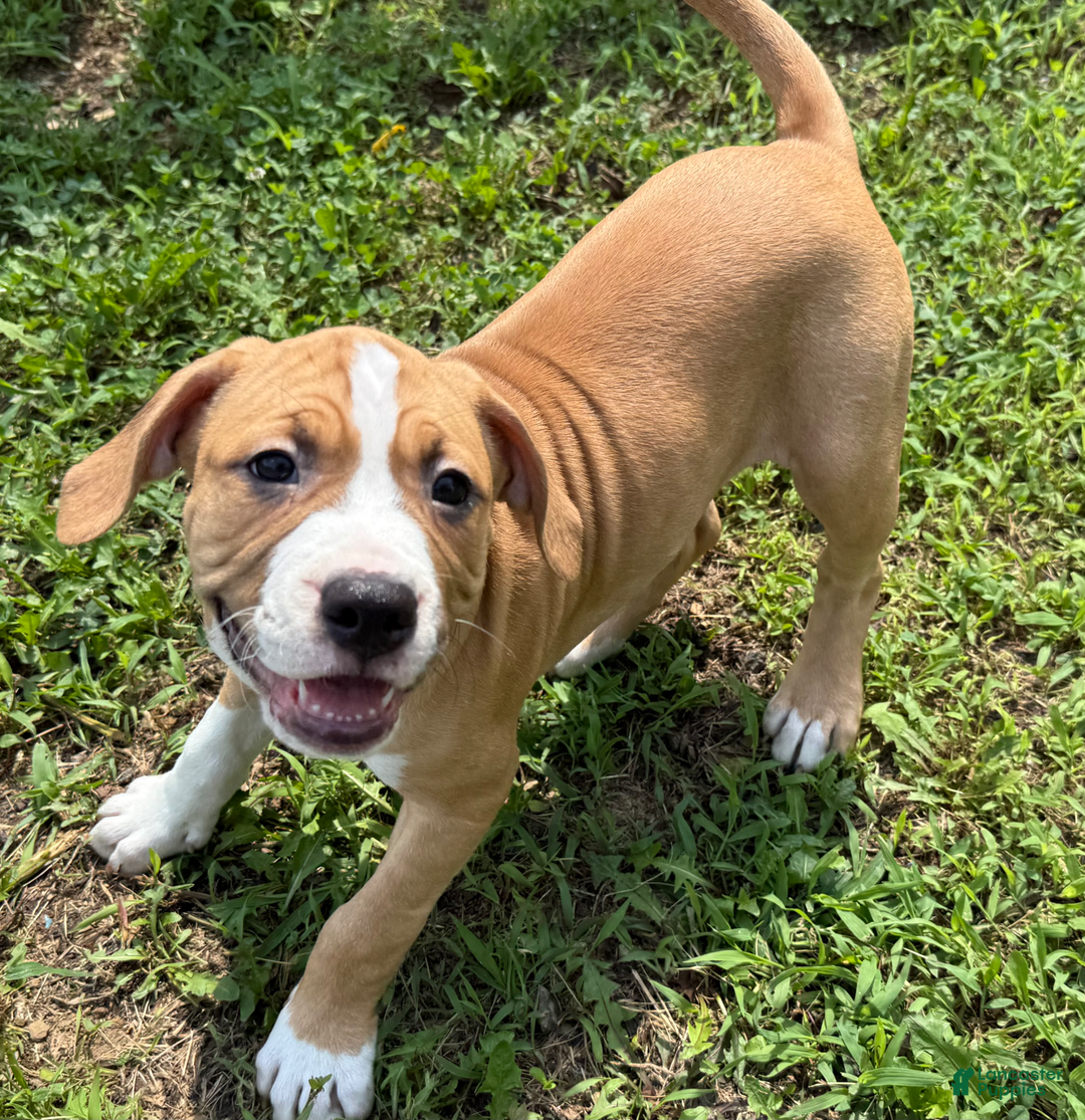 American Pit Bull Terrier dogs for sale: Helga - Image 3
