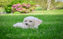 Bichpoo dogs for sale: Betty - Image 11