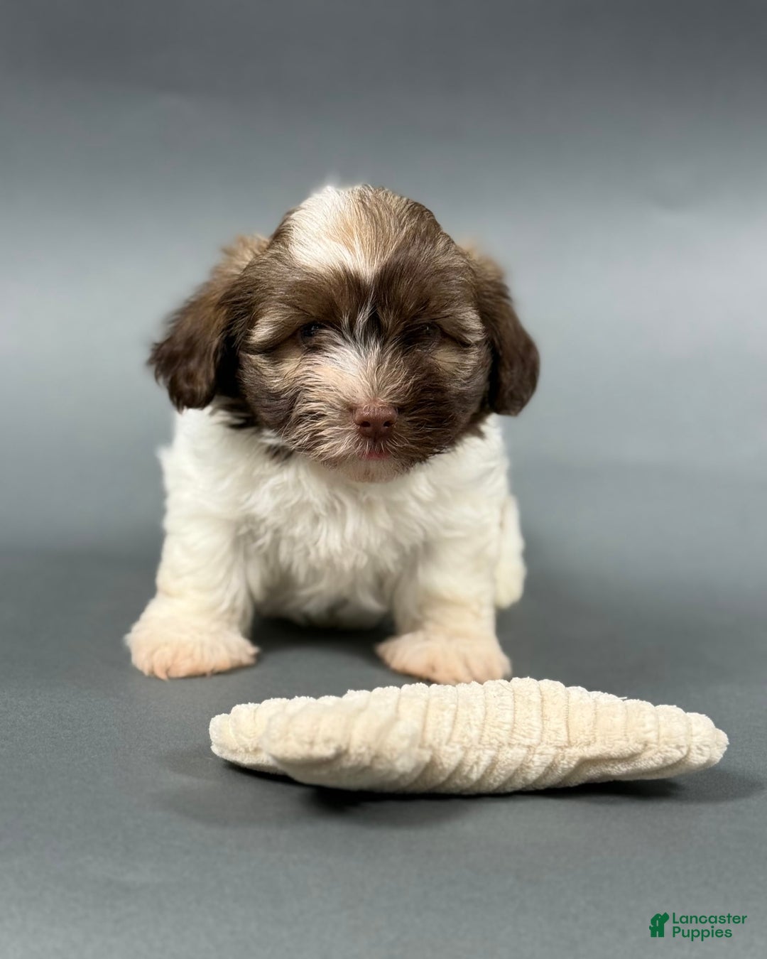 Havanese dogs for sale: ODEN - Image 1