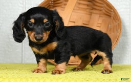 Miniature Dachshund dogs for sale: Dora - Image 1