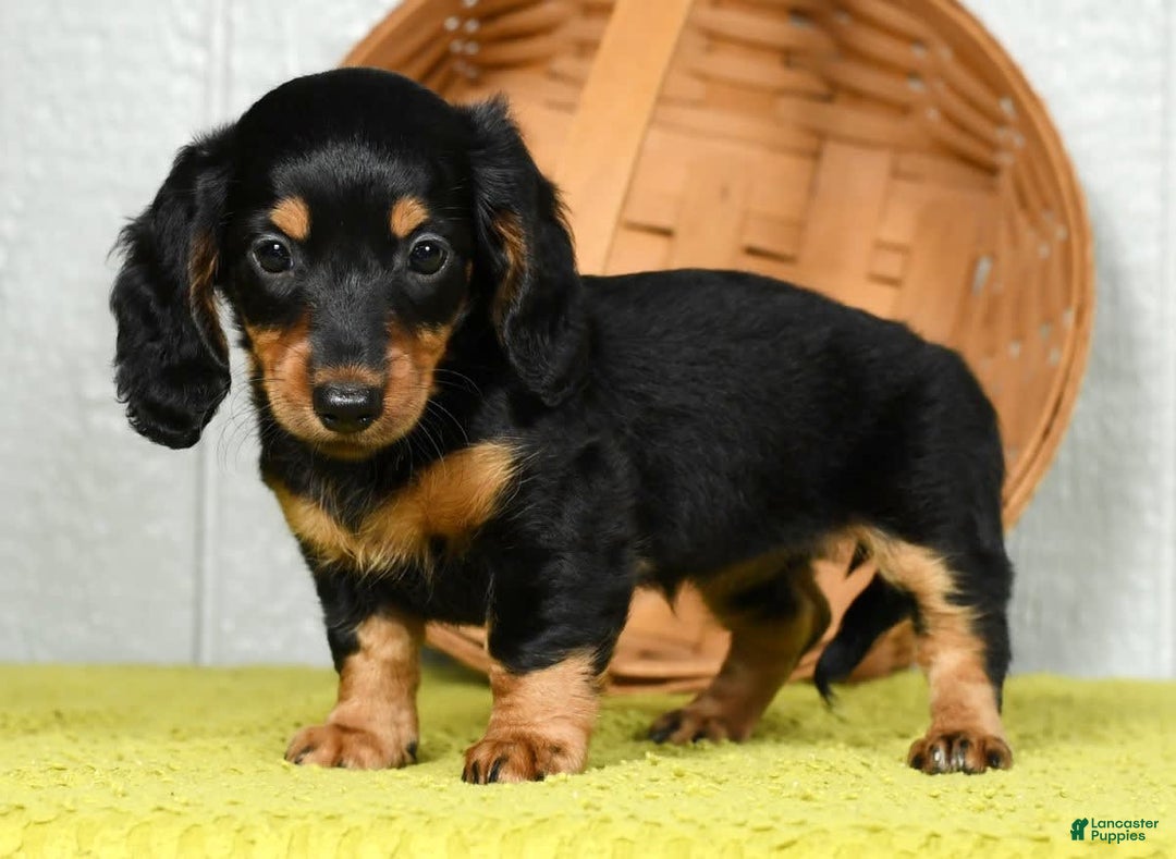 Miniature Dachshund dogs for sale: Dora - Image 1