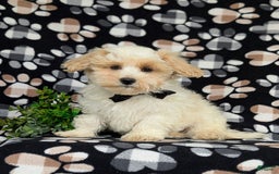 Maltipoo dogs for sale: Wendell - Image 11