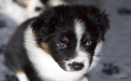 Australian Shepherd dogs for sale: Grape - Image 2