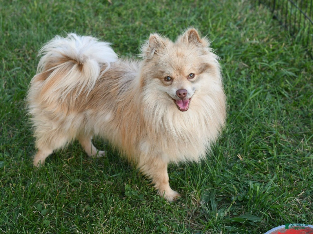 Pomeranian dogs for sale: Oliver - Image 6