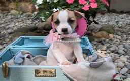 Jack Russell Terrier dogs for sale: Blondie - Image 4