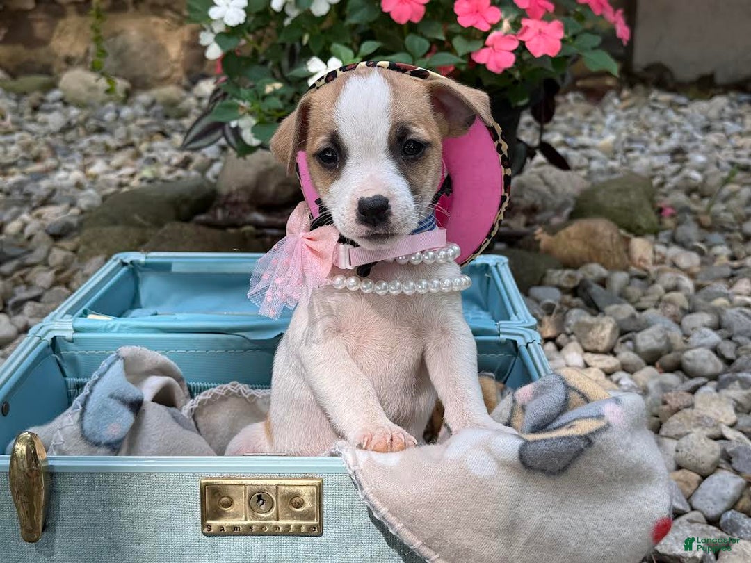Jack Russell Terrier dogs for sale: Blondie - Image 4