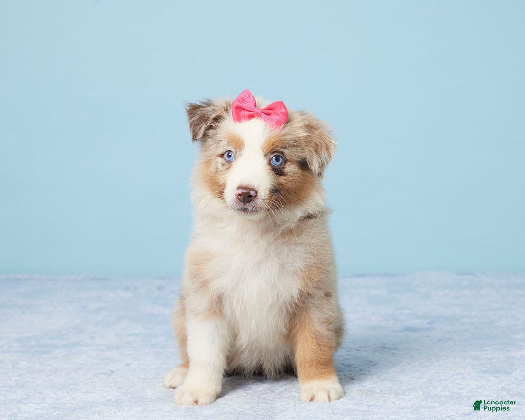 Australian Shepherd dogs for sale: Lola - Image 4