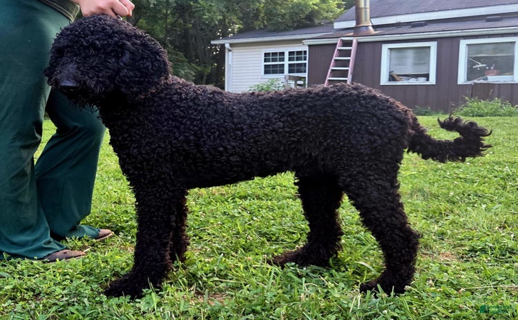 Portuguese Water Dog dogs for sale - Ad 1