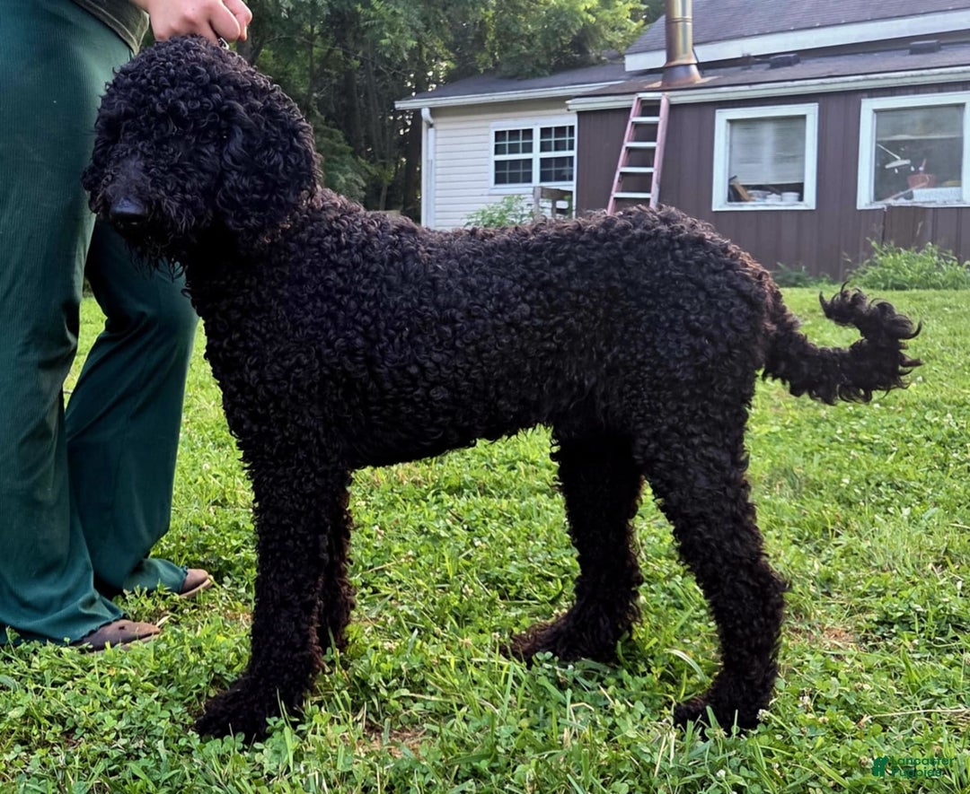 Portuguese Water Dog dogs for sale: Luca - Image 1