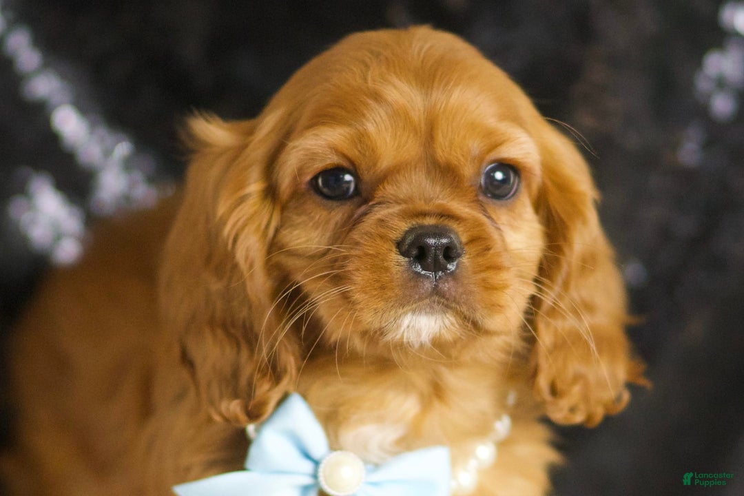 Cavalier King Charles Spaniel dogs for sale: Charmer - Image 3