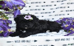 Havapoo dogs for sale: Snickers - Image 1