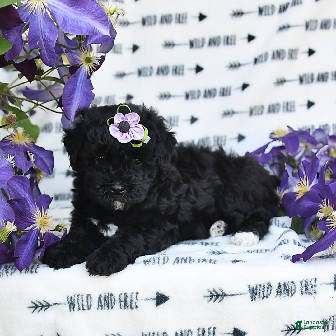 Havapoo dogs for sale: Snickers - Image 1