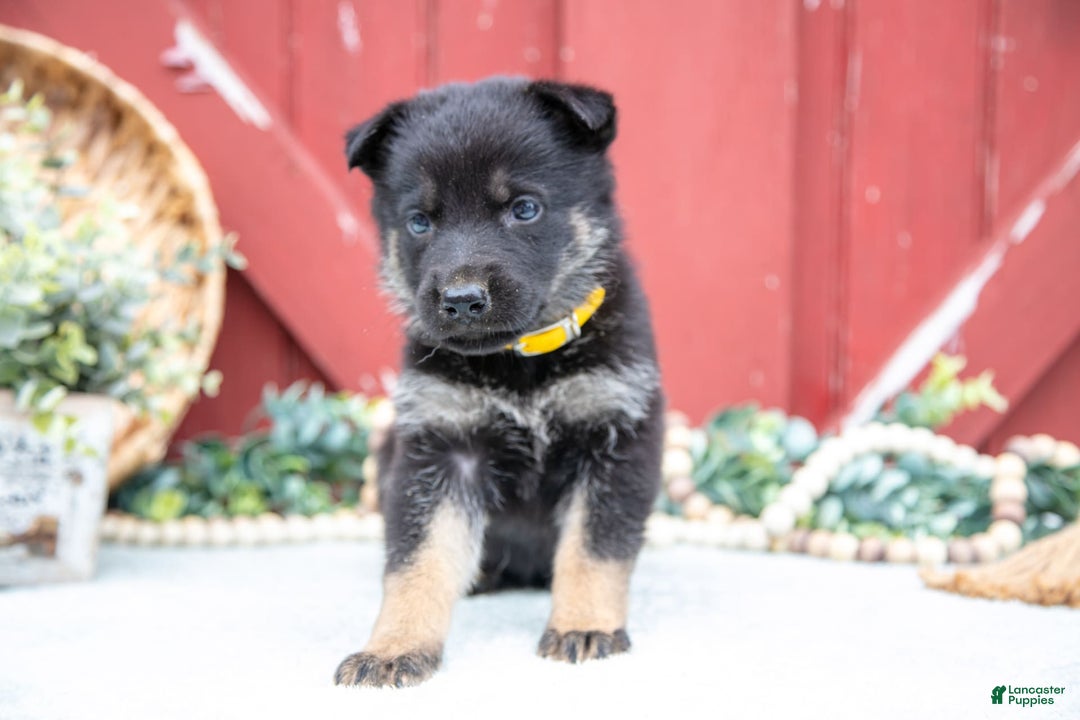 German Shepherd dogs for sale: Shane - Image 3