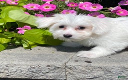 Coton De Tulear dogs for sale: Coco - Image 1