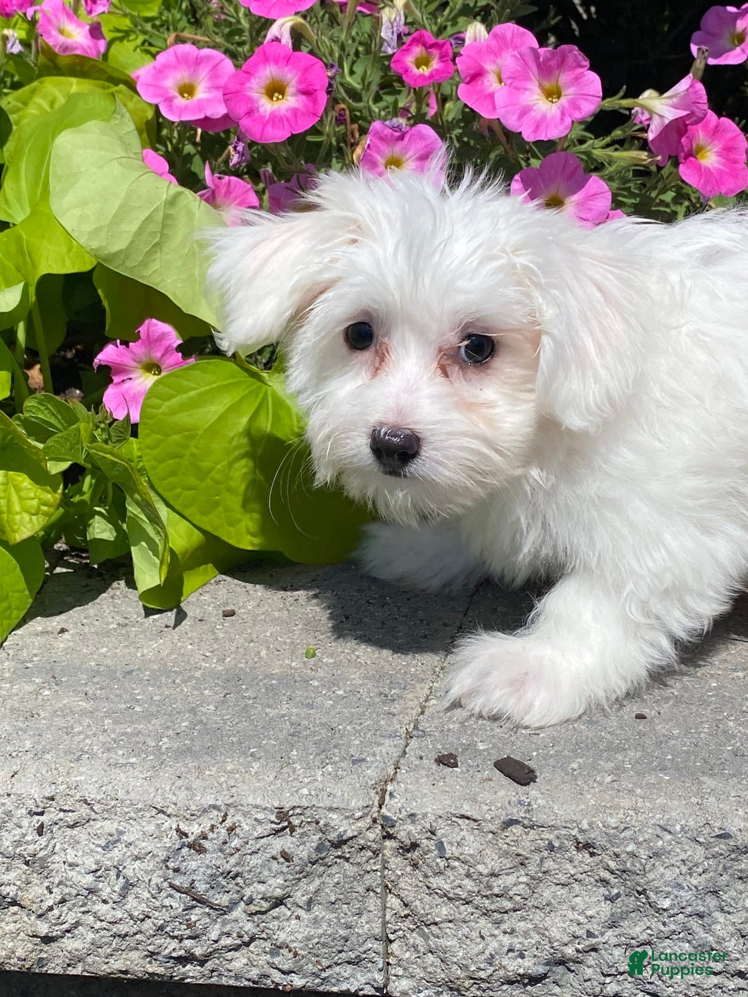 Coton De Tulear dogs for sale: Coco - Image 1