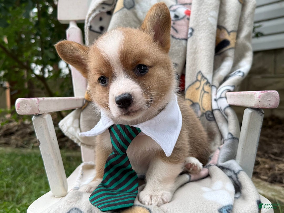 Welsh Corgi Pembroke dogs for sale: Justine - Image 1