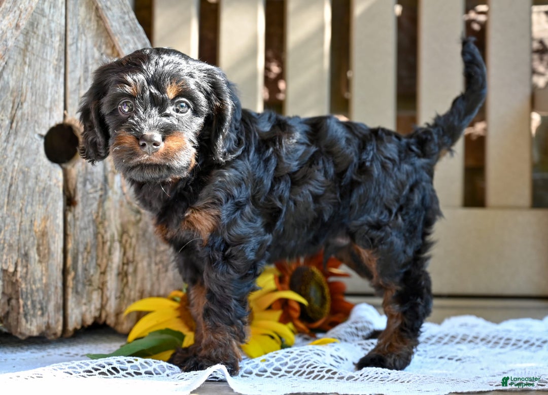 Cavapoo dogs for sale: Ronnie - Image 2
