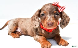 Miniature Dachshund dogs for sale: Logan - Image 1