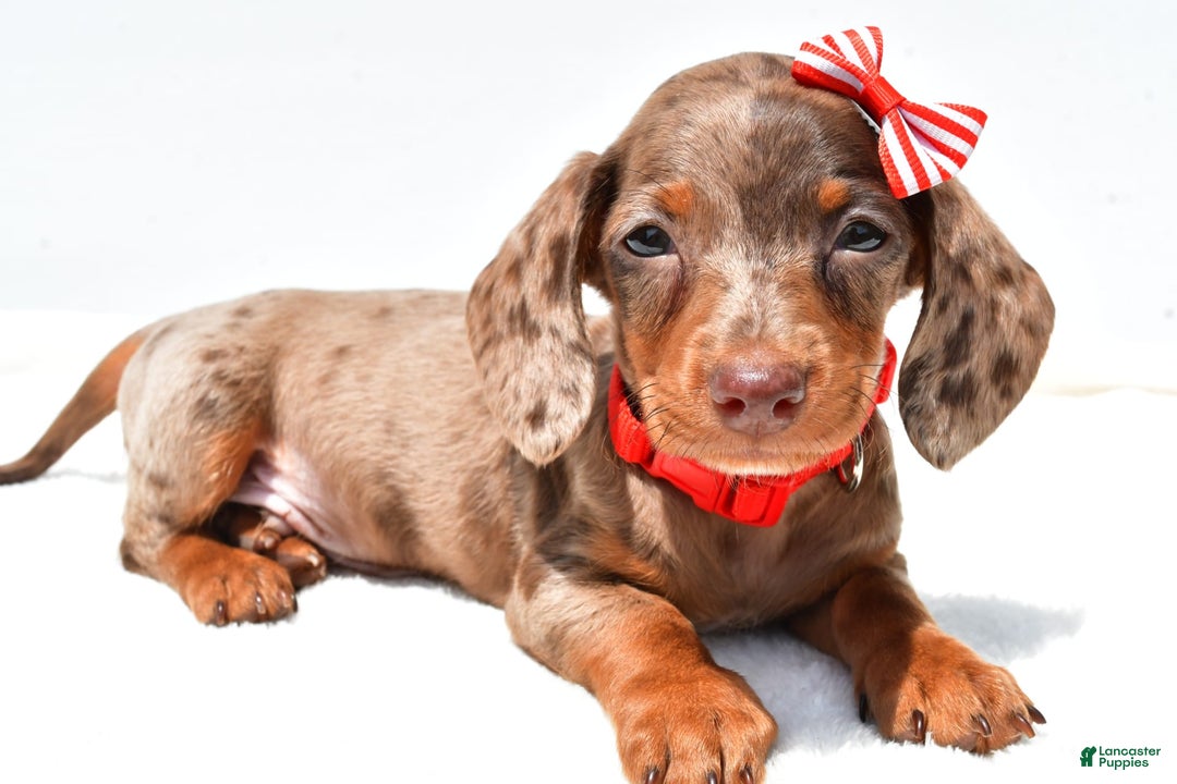 Miniature Dachshund dogs for sale: Logan - Image 1