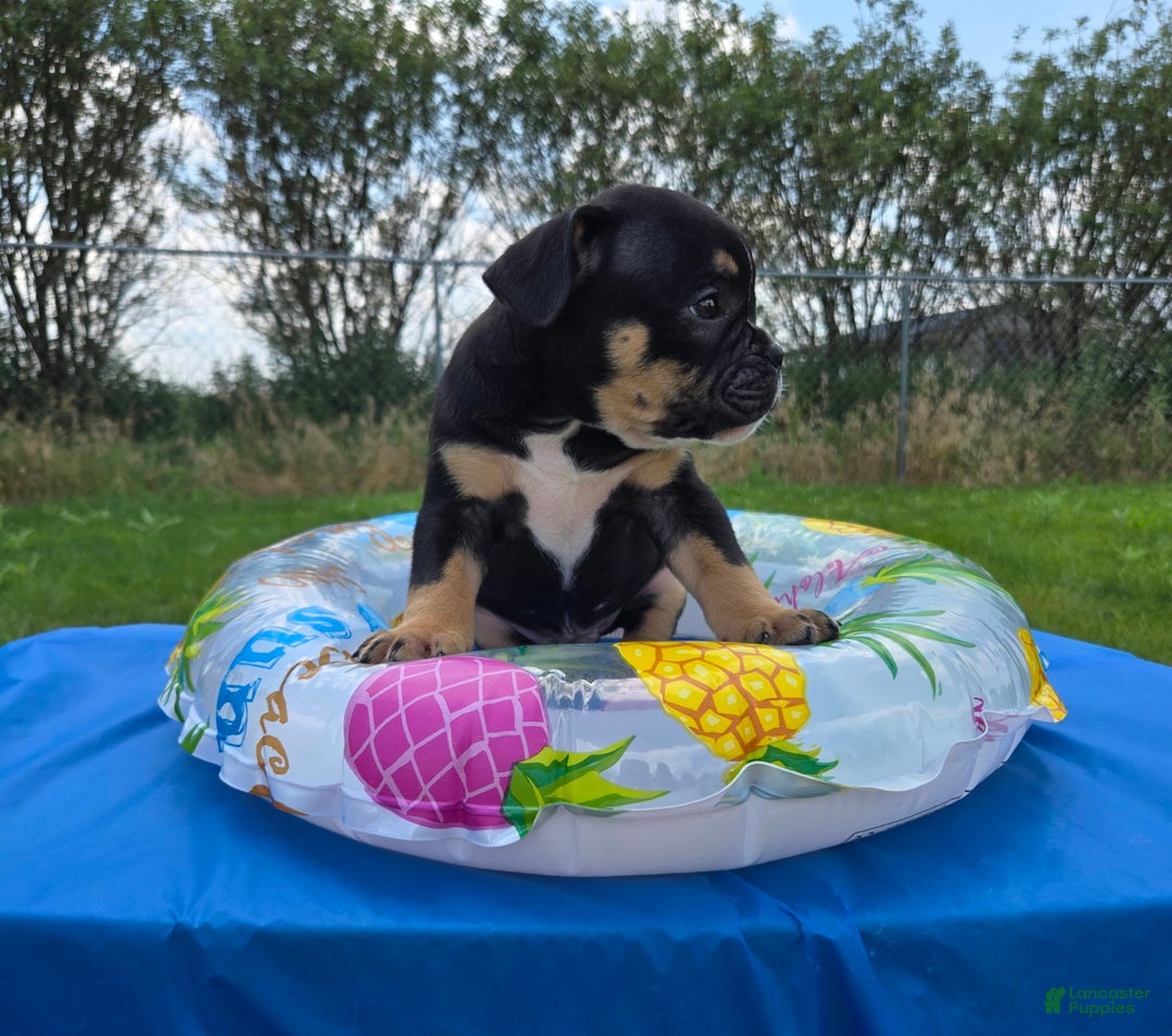 Olde English Bulldogge dogs for sale: George - Image 17