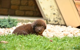 Newfoundland dogs for sale: Bella - Image 15