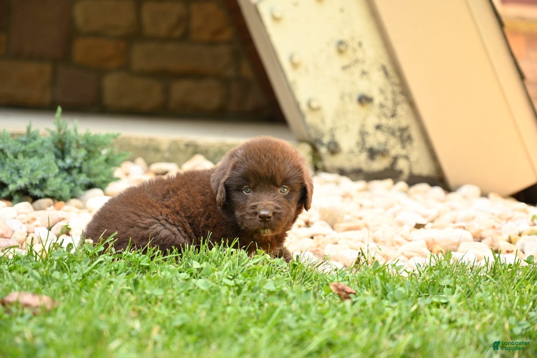 Newfoundland dogs for sale: Bella - Image 15