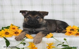 German Shepherd dogs for sale: Kipper - Image 3