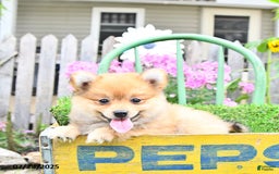 Pomeranian dogs for sale: Carmen - Image 8