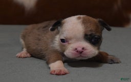 French Bulldog dogs for sale: SISSY RED MERLE - Image 1