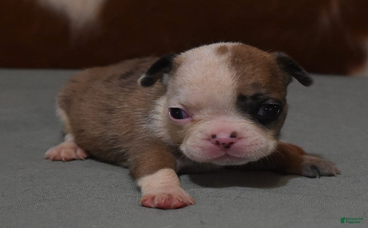 French Bulldog dogs for sale - Ad 5
