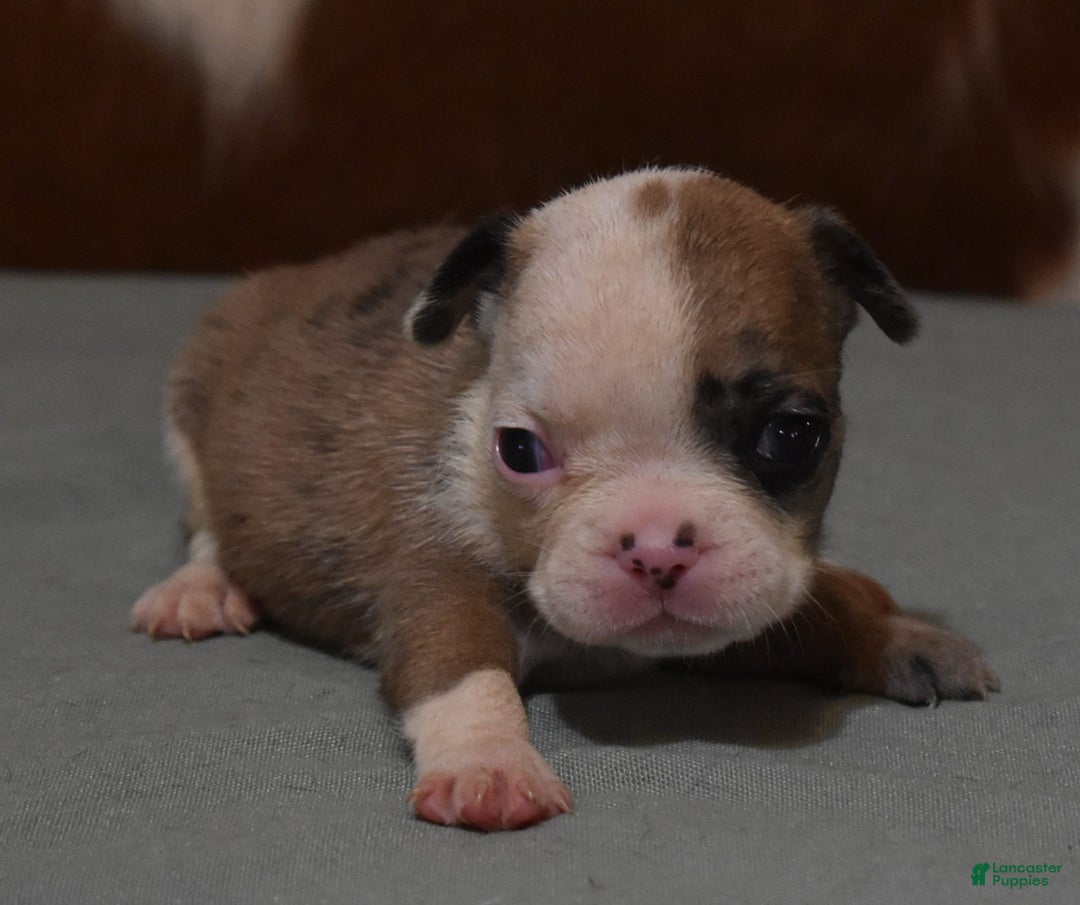 French Bulldog dogs for sale: SISSY RED MERLE - Image 1