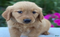 Golden Retriever dogs for sale: Teddy - Image 6