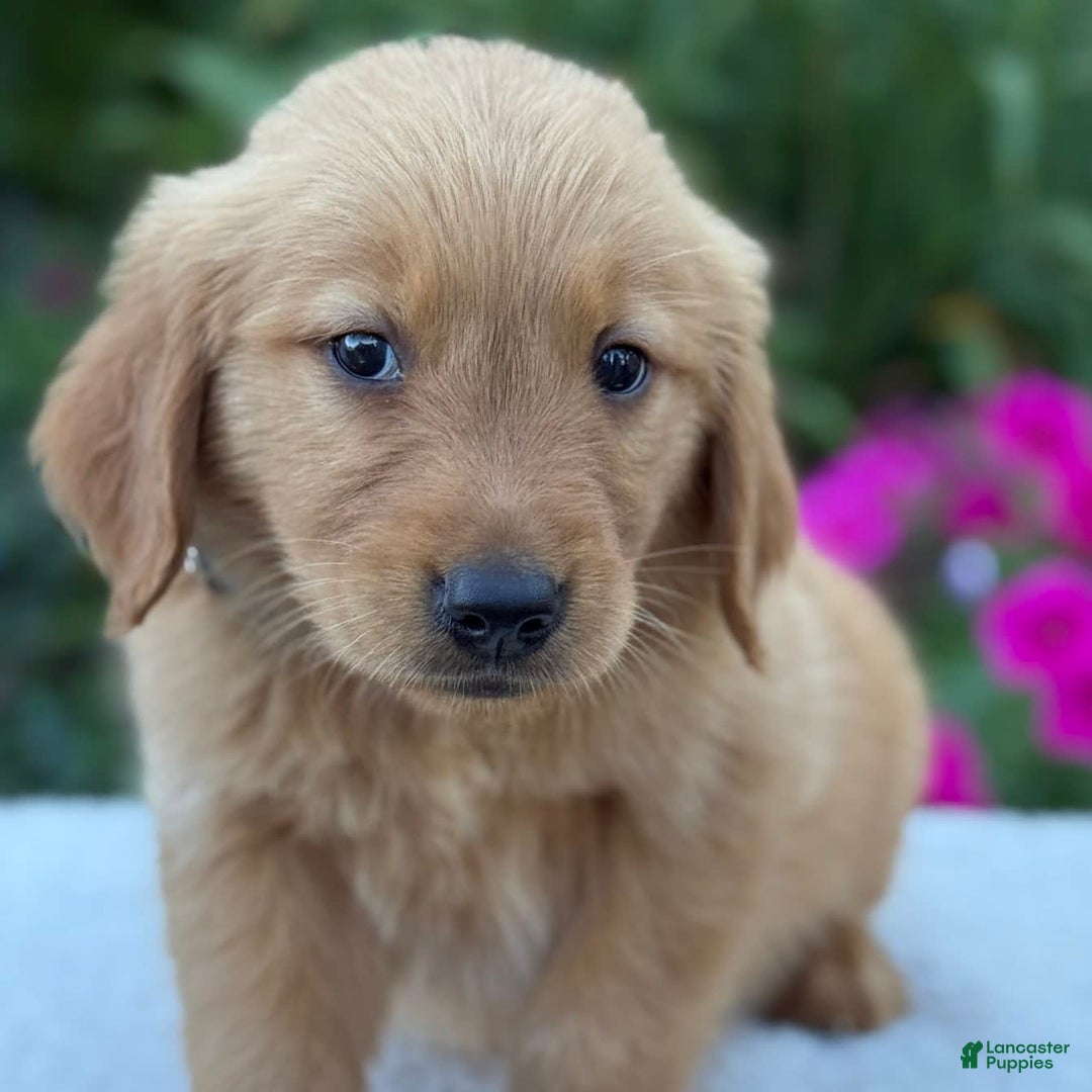 Golden Retriever dogs for sale: Teddy - Image 6