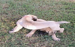 English Mastiff dogs for sale: Dark Green/red Boy  💚 ❤️ - Image 3